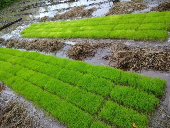 rice seedling