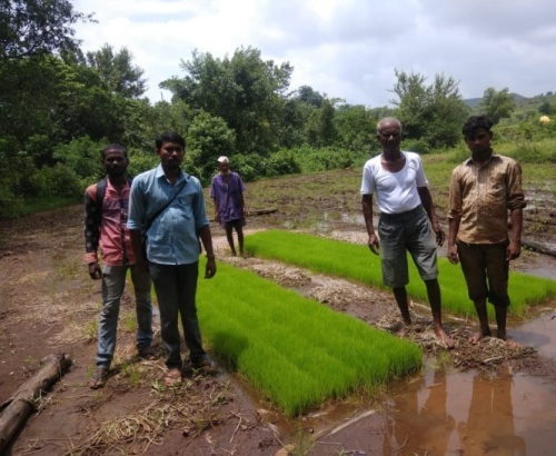 rice seedling