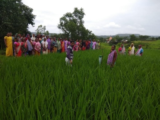 rice field