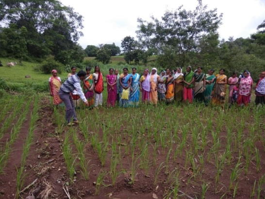 rice seedling demo