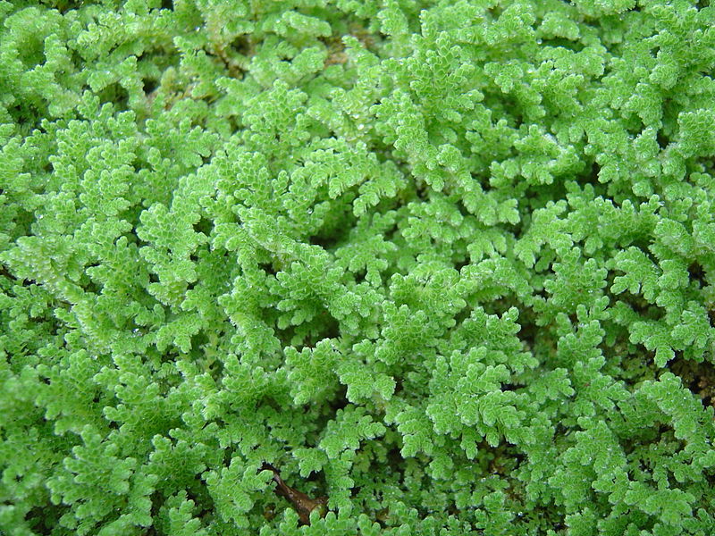 azolla farming