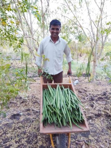 moringa harvesting