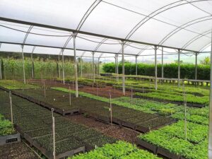 seedling-nursery.jpg