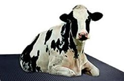 गाय नेहमी अन्न खात असताना रवंथ का करत असतात