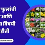 Flowers Information In Marathi