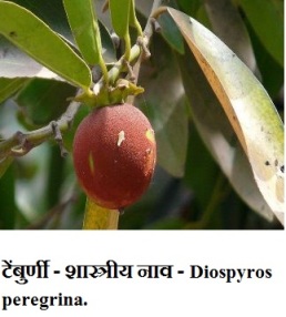 Tembhurni fruit Marathi information