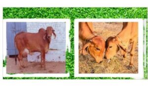 Geer cow information Marathi