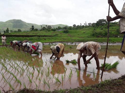 Organic farming 9 step effective approach