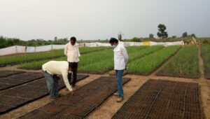 Sugarcane cultivation Method