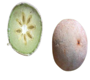 Tembhurni fruit Marathi information