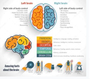 Brain Rules 12 Principles