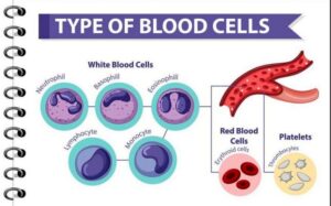 How to increase platelet count