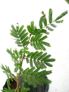 Importance Prosopis Cineraria Shami Plant