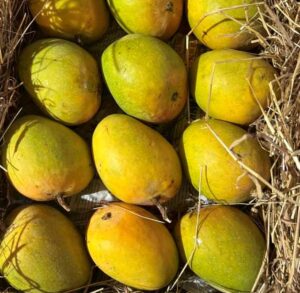 how to recognize Hapus mango in Marathi