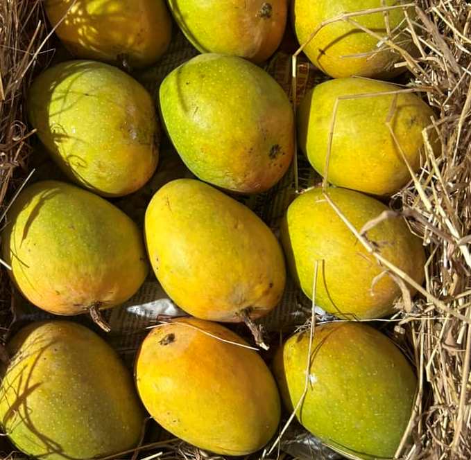 how to recognize Hapus mango in Marathi